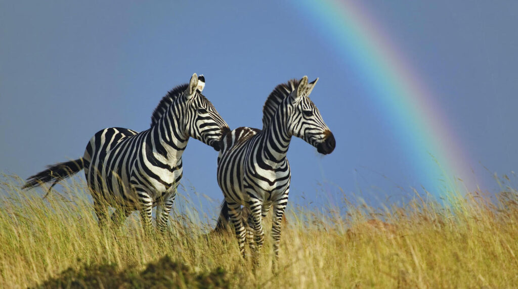 Departure Day – 2 Days Tanzania Safari