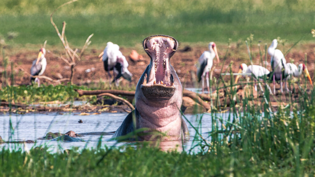 Lake Manyara National Park – 7 Days Tanzania Safari
