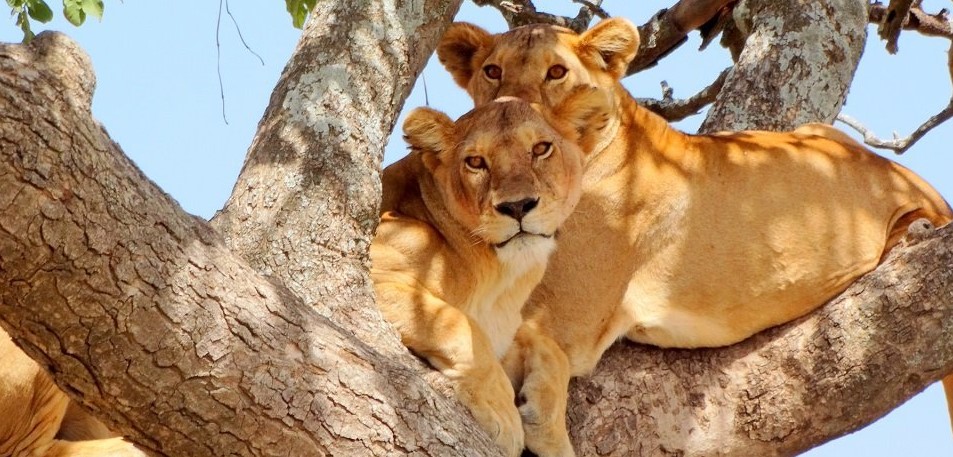 Lake Manyara
