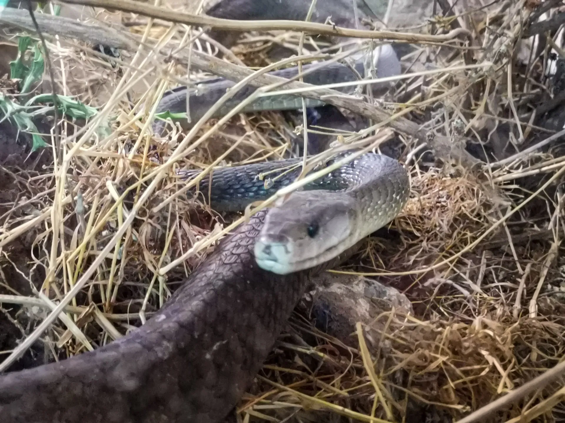 Meserani Snake Park Tour