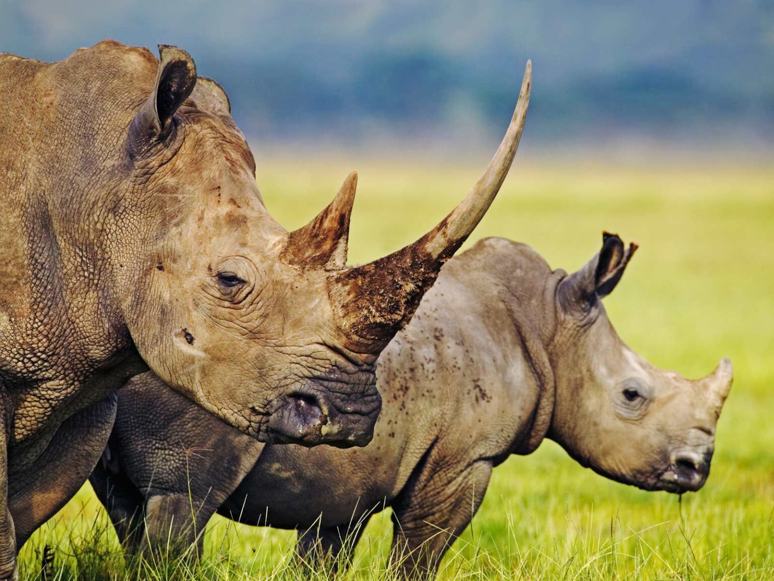 Lake Nakuru National Park – Utukufu Travels
