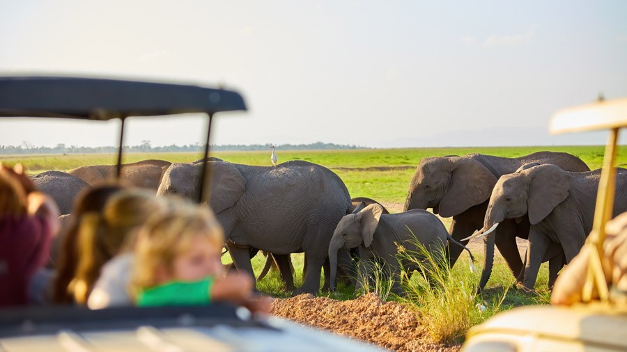 Family Safari