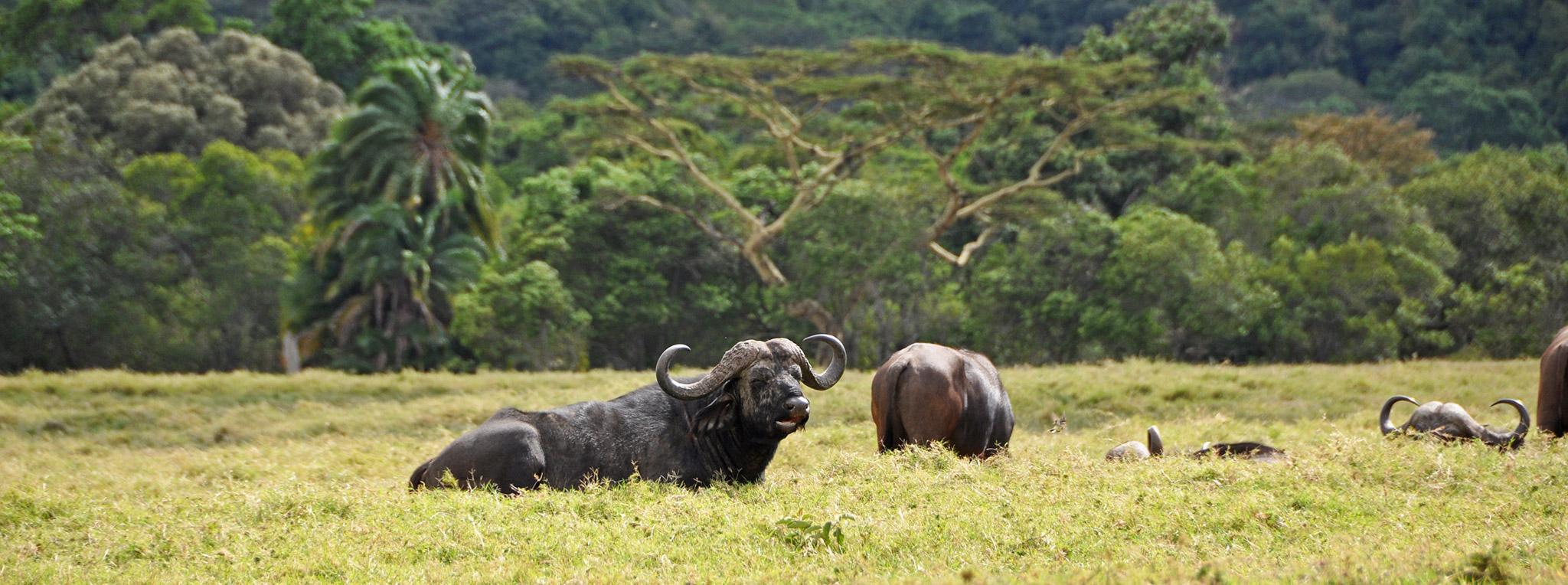 Rift Valley Landscapes