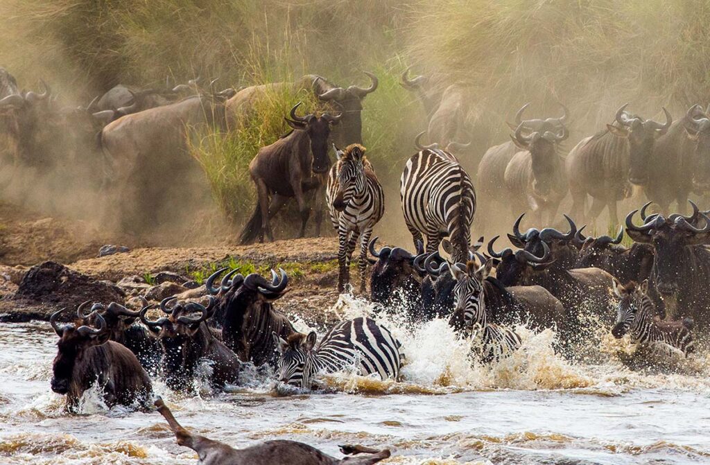 Serengeti calving season safari in Serengeti National Park, Tanzania