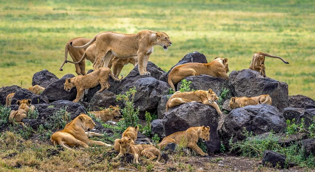 Maasai Mara
