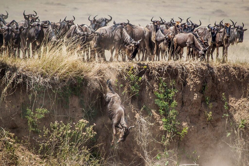 The Great Wildebeest Migration