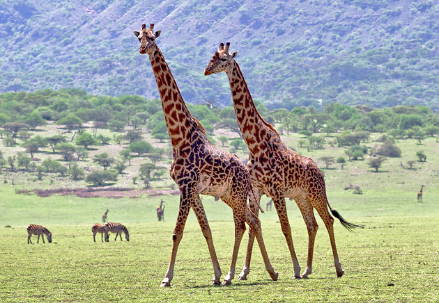 Ngorongoro Crater