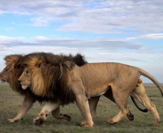 Big Five