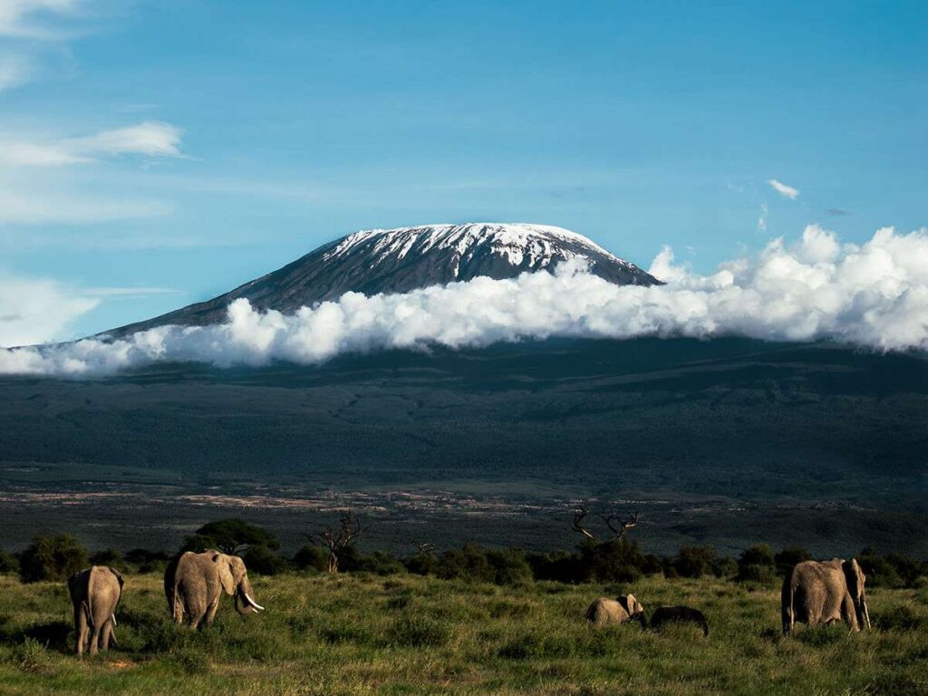 Mweka Camp to Mweka Gate to Moshi Hotel – 6 Days Lemosho Route