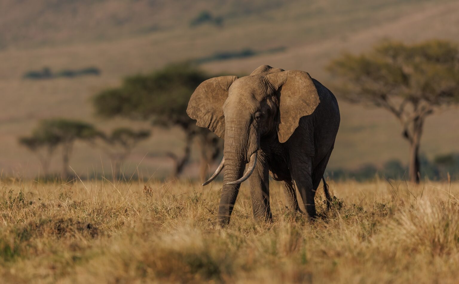 Amboseli National Park – Utukufu Travels