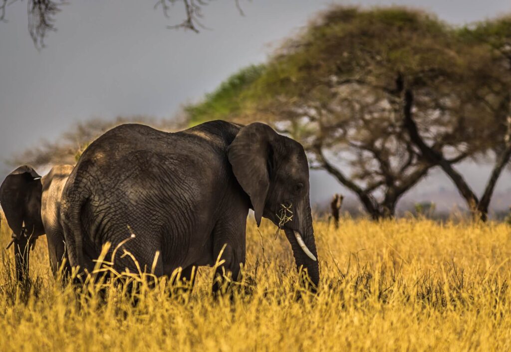 Why Tanzania Should Be Your Next Safari Destination