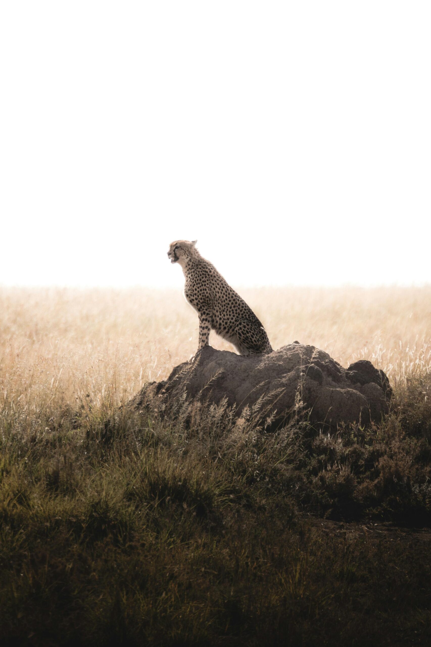 A solitary cheetah perches on a rock in Tanzania's Serengeti, showcasing the beauty of the wild.