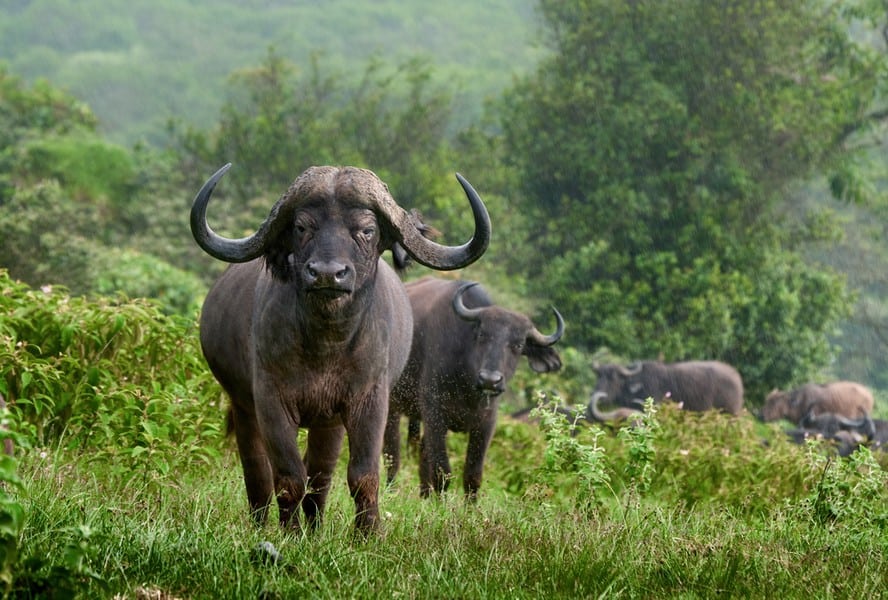 Arusha National Park Game Drive – 1 Day Tanzania Safari | Arusha National Park