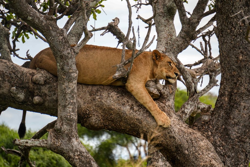 Arusha to Tarangire National Park – Ngorongoro Highlands – 5 Days Tanzania Safari