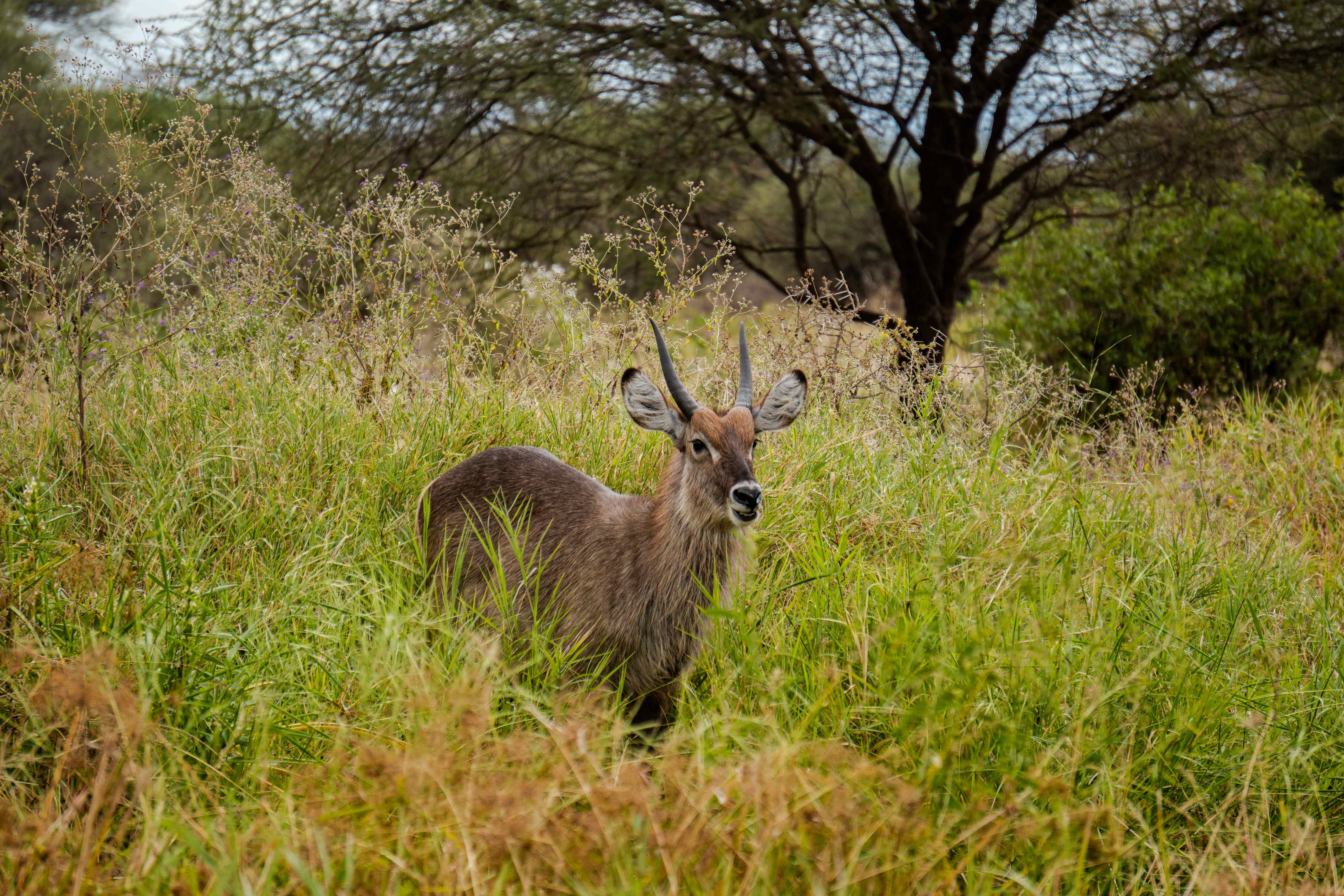 Tarangire Hill