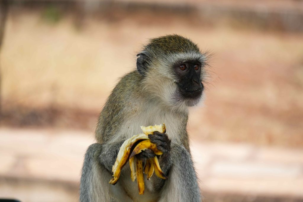 Arusha Town to Tarangire National Park – 8 Days Tanzania Safari