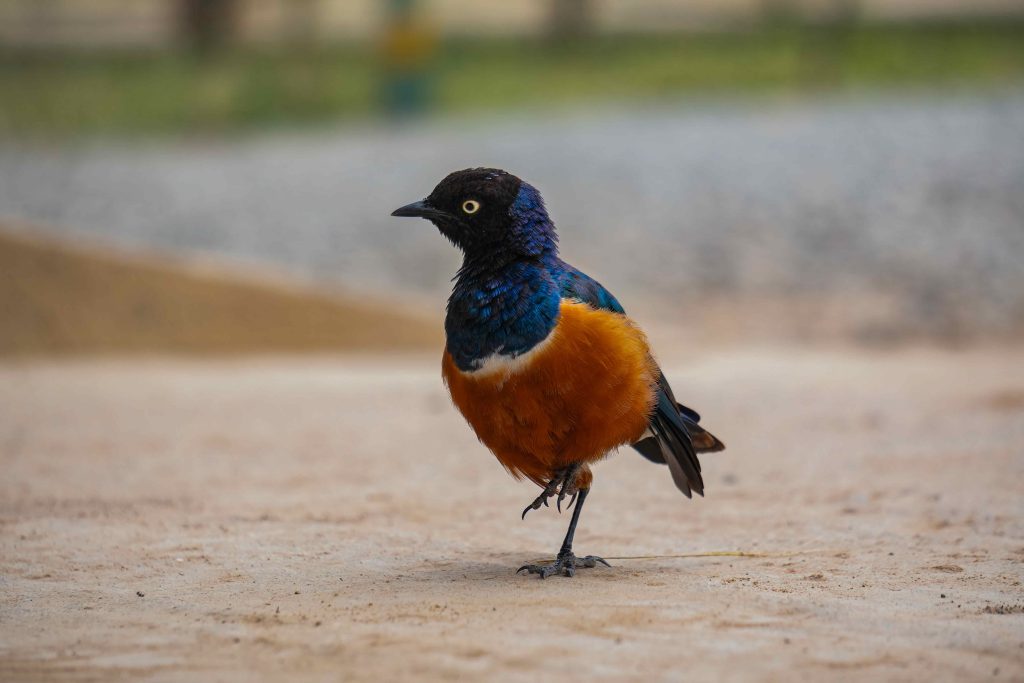 Tarangire safari photo with Utukufu Travels