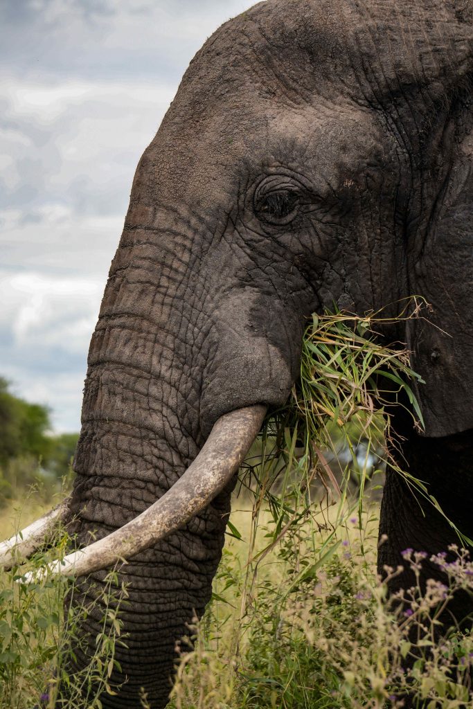 Tarangire safari photo with Utukufu Travels