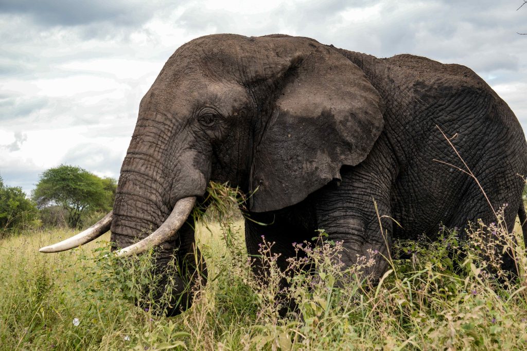 Tarangire safari photo with Utukufu Travels