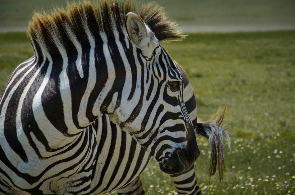 Planning Your First African Safari: Everything You Need to Know