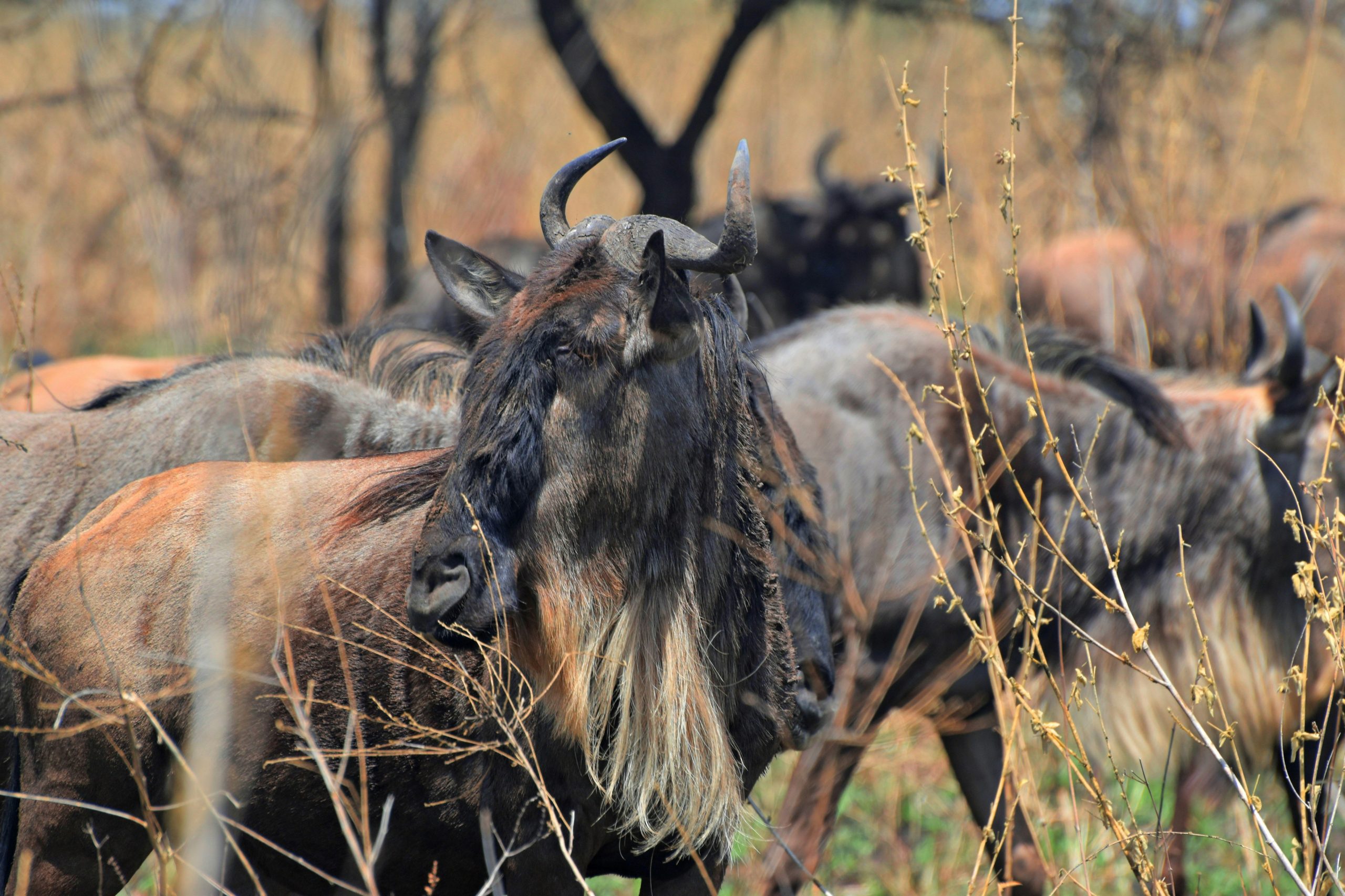Great Migration Safari, Serengeti