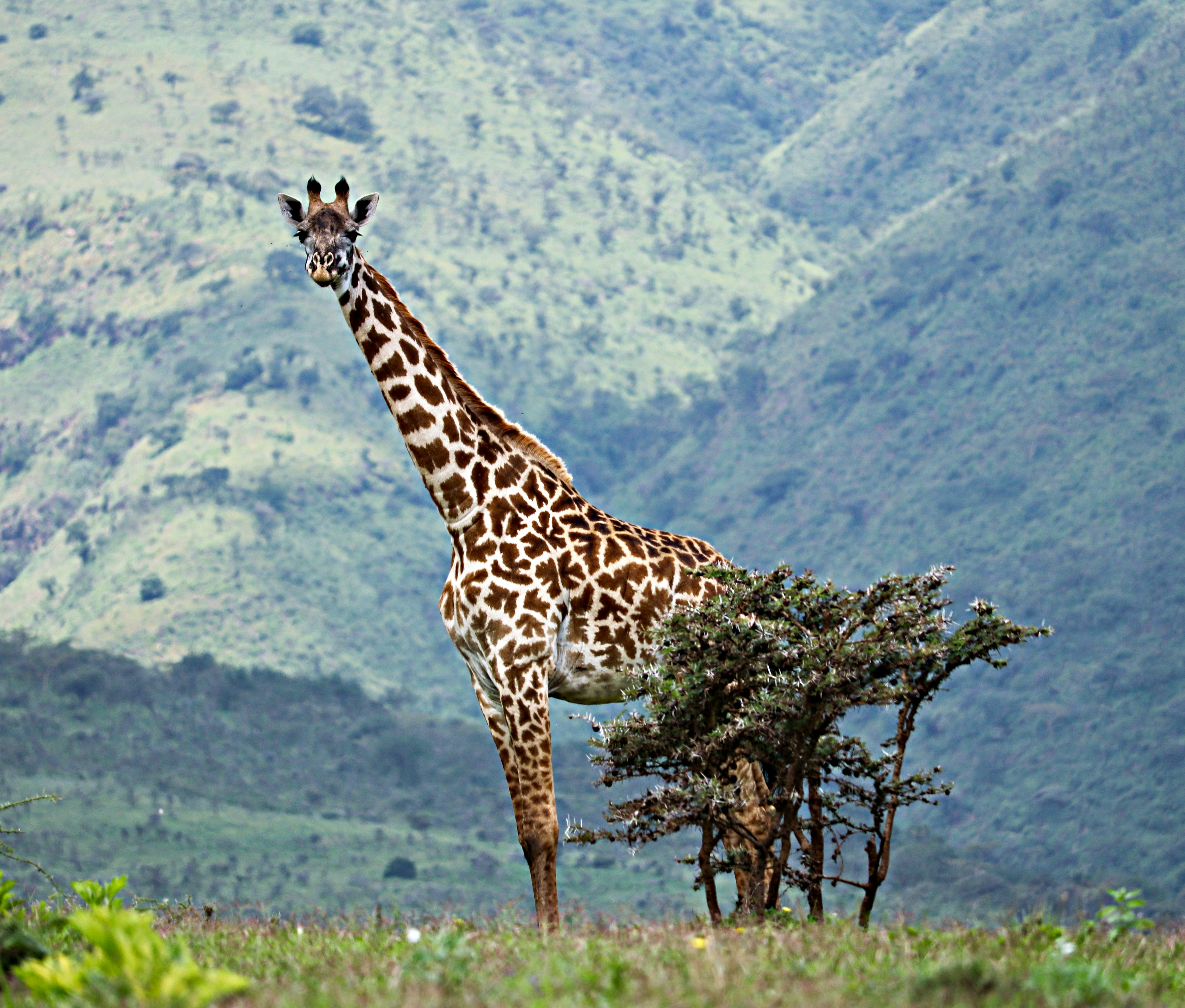 Top 5 Luxury Safari Experiences You Shouldn't Miss
