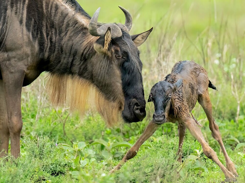 Calving Season Safari