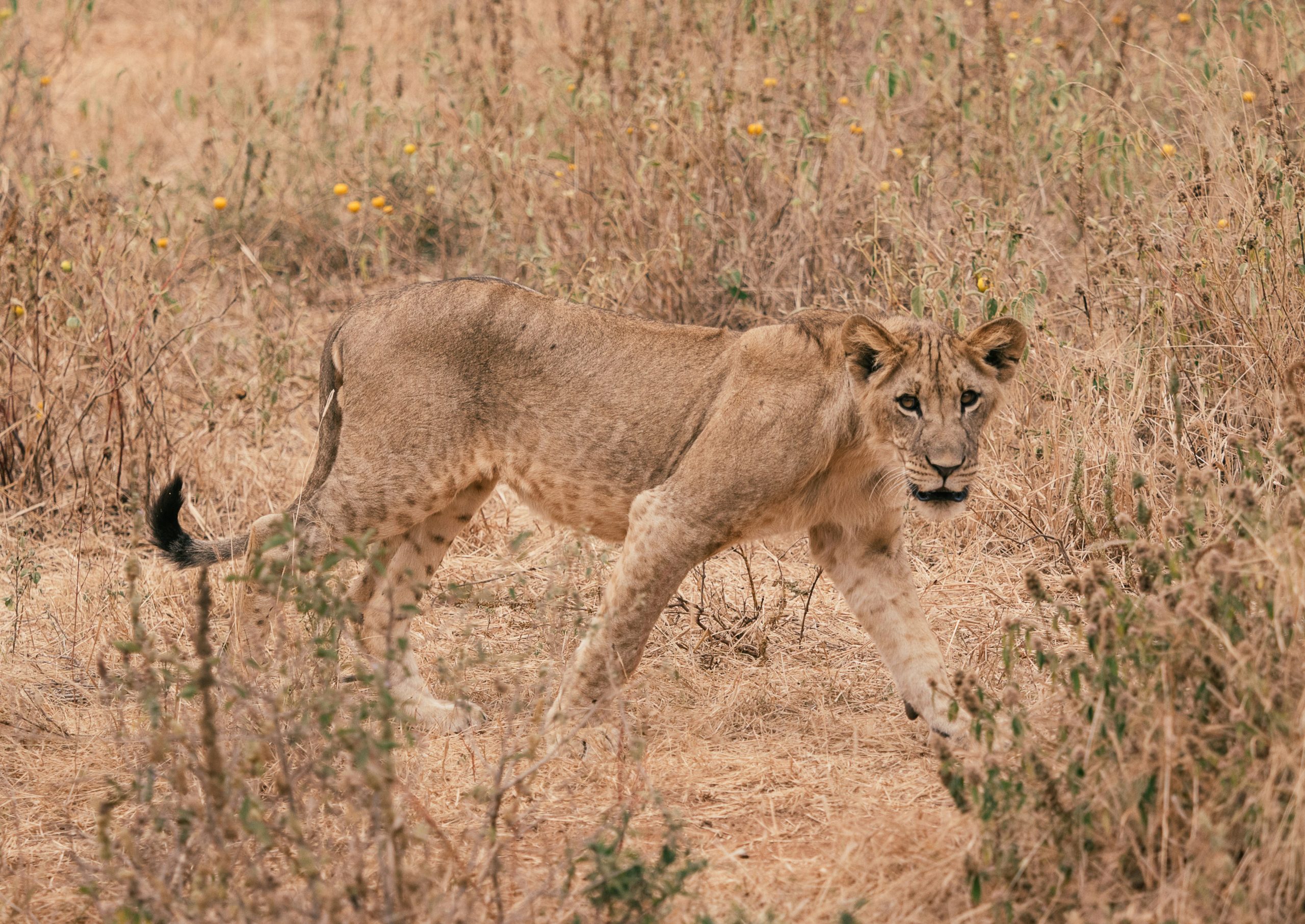 Ngorongoro Crater to Arusha — Fly to Zanzibar – 3 Days Tanzania Fly-in Safari – Zanzibar to Serengeti & Ngorongoro