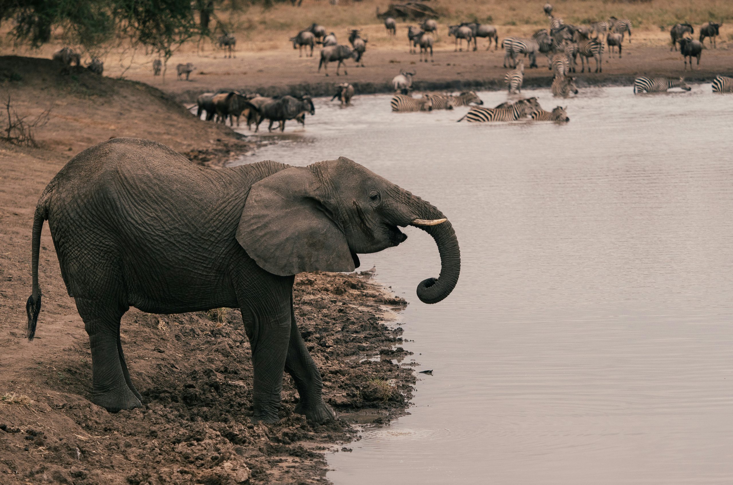 Tarangire to Ngorongoro Crater to Arusha – 2 Days Tanzania Safari – Tarangire & Ngorongoro Crater