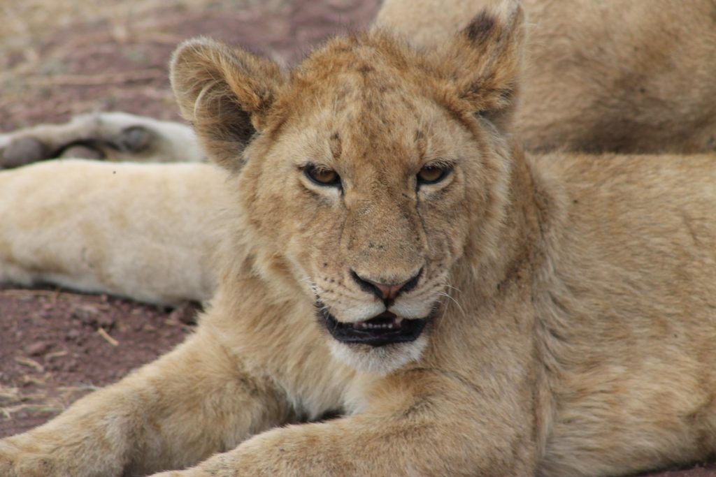 Can I See All Five Big Five Animals on One Tanzania Safari?