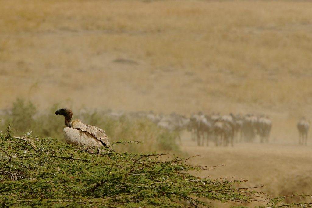 Is Tanzania Safe for Tourists? What Travelers Should Know