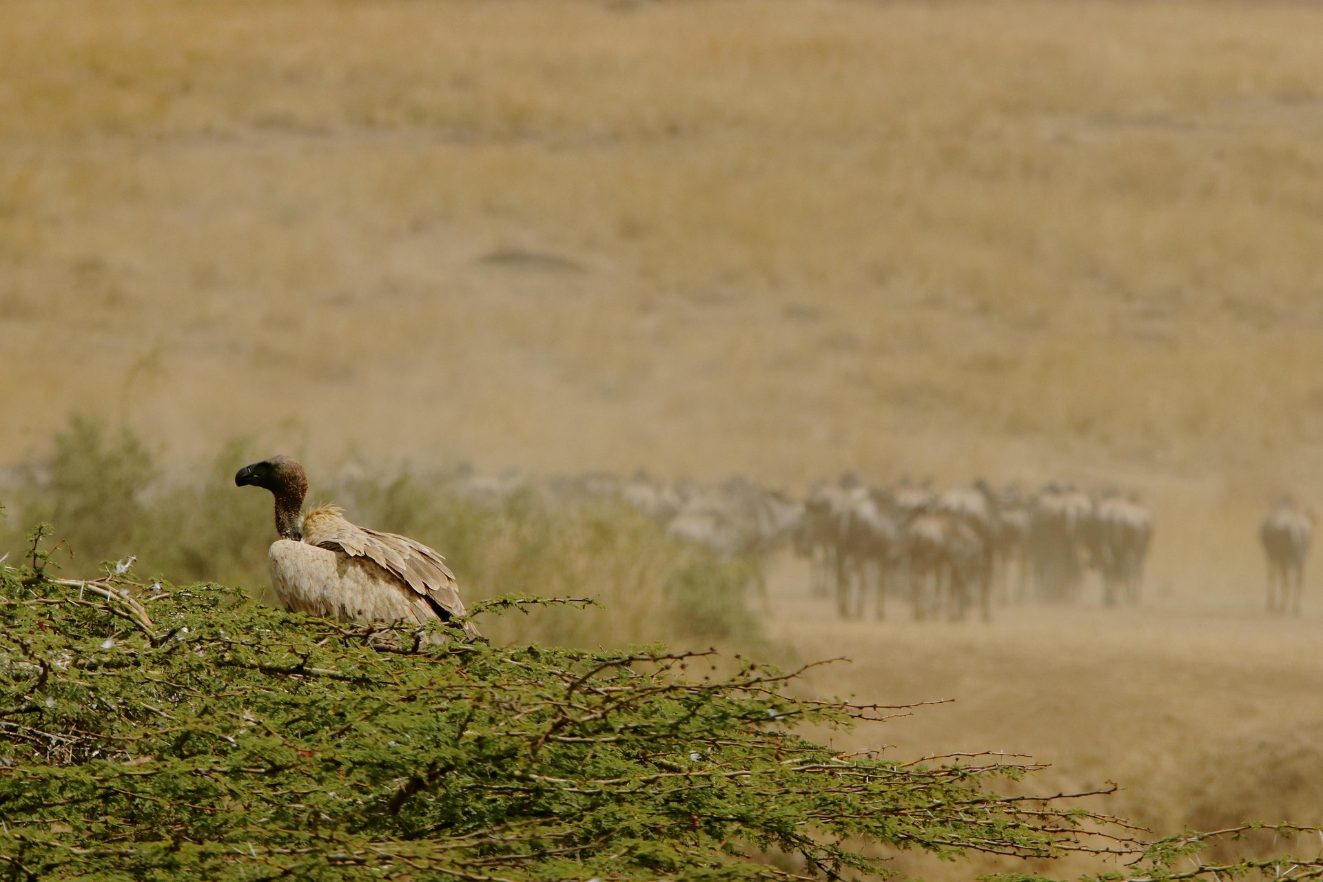 Central Serengeti to Ngorongoro Crater to Arusha – 6 Days Tanzania Great Wildebeest Migration Safari