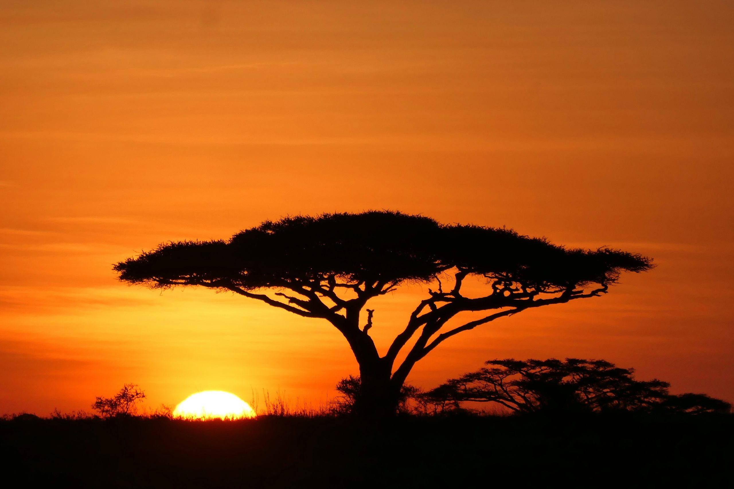 Departure — Arusha to Kilimanjaro Airport – 13-Day Mkomazi, Lake Natron & Serengeti Safari