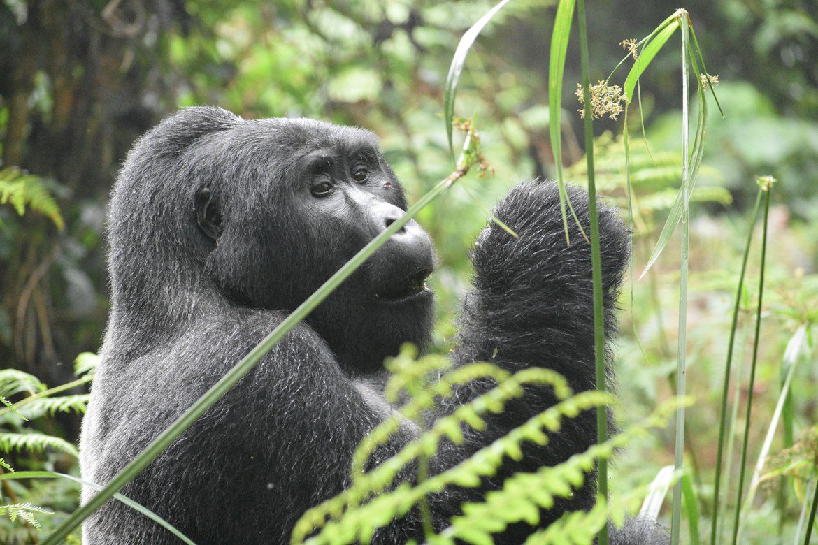 Gorilla and Chimpanzee Trekking